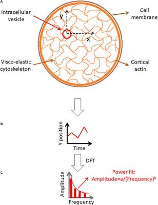 Spectral Analysis of ATP-Dependent Mechanical Vibrations in T Cells